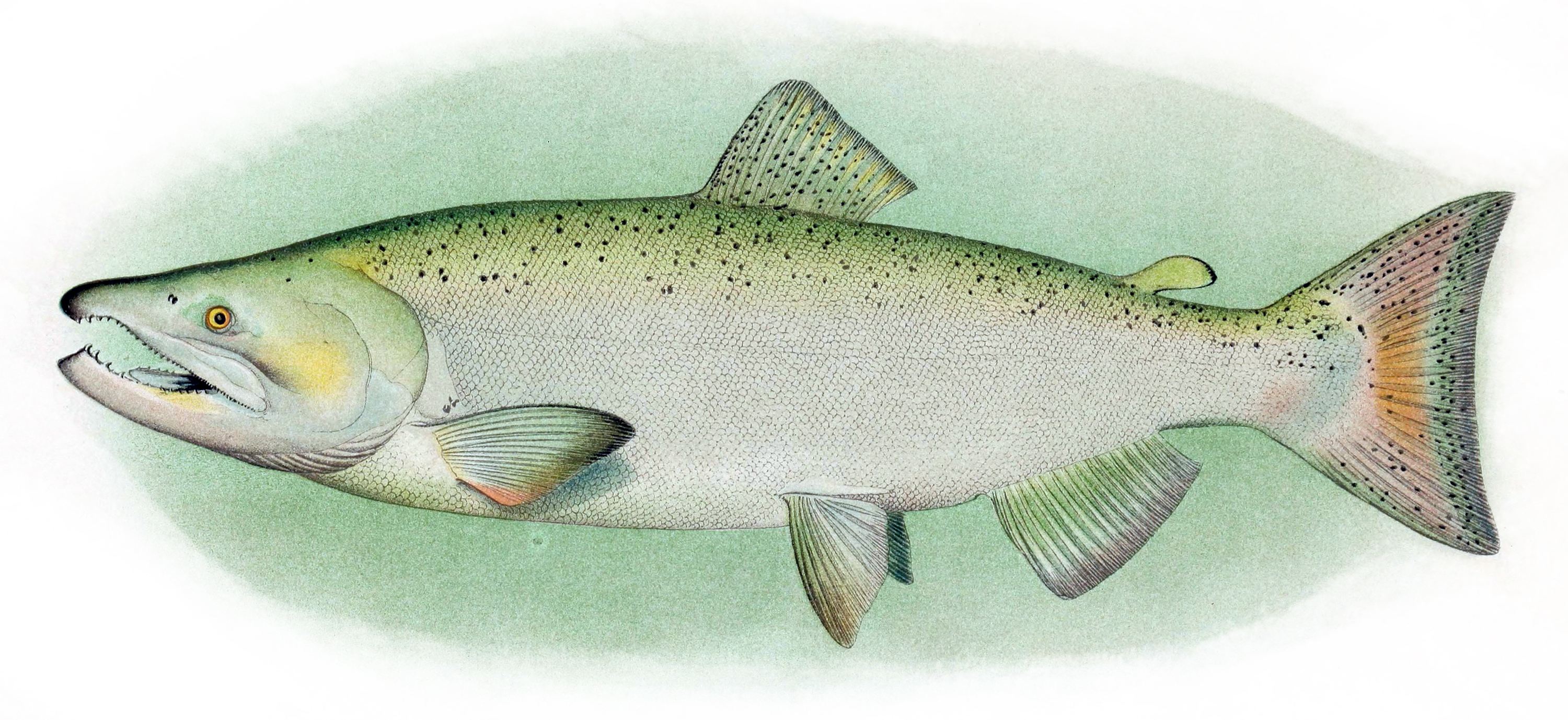 Chinook_Salmon_Adult_Male | Indolent Books